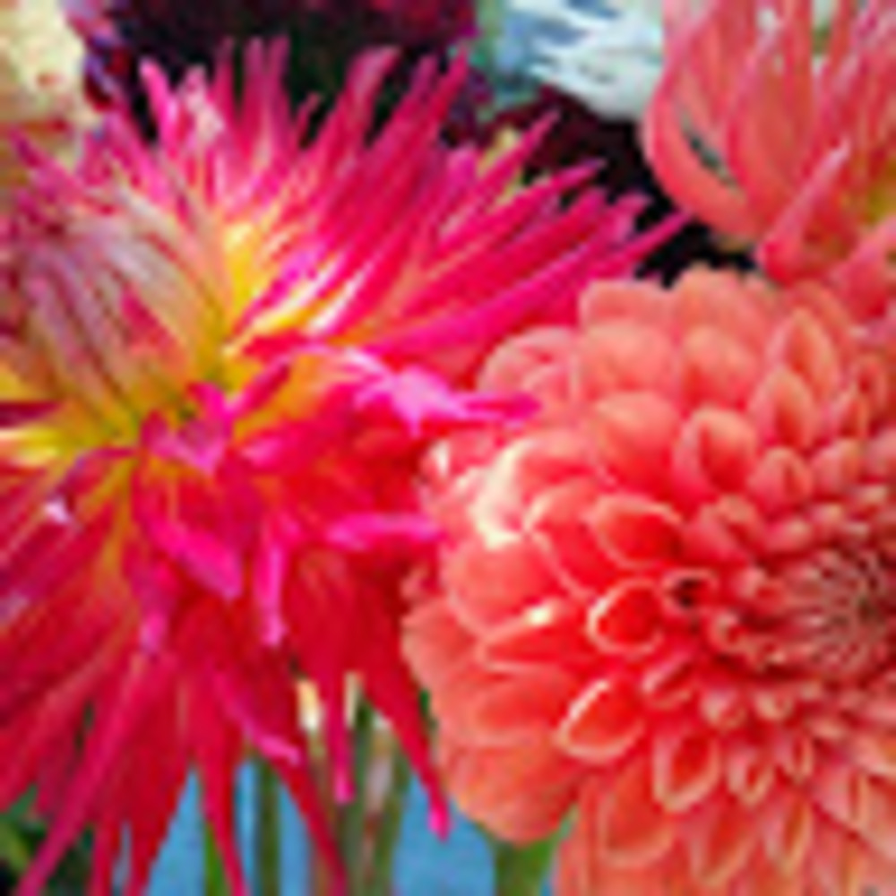 Meet your Posher, Lisa